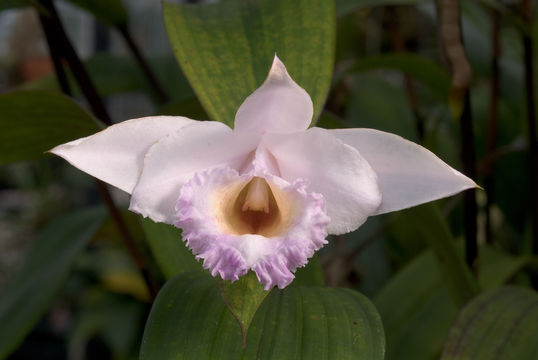 Sobralia sessilis Lindl.的圖片