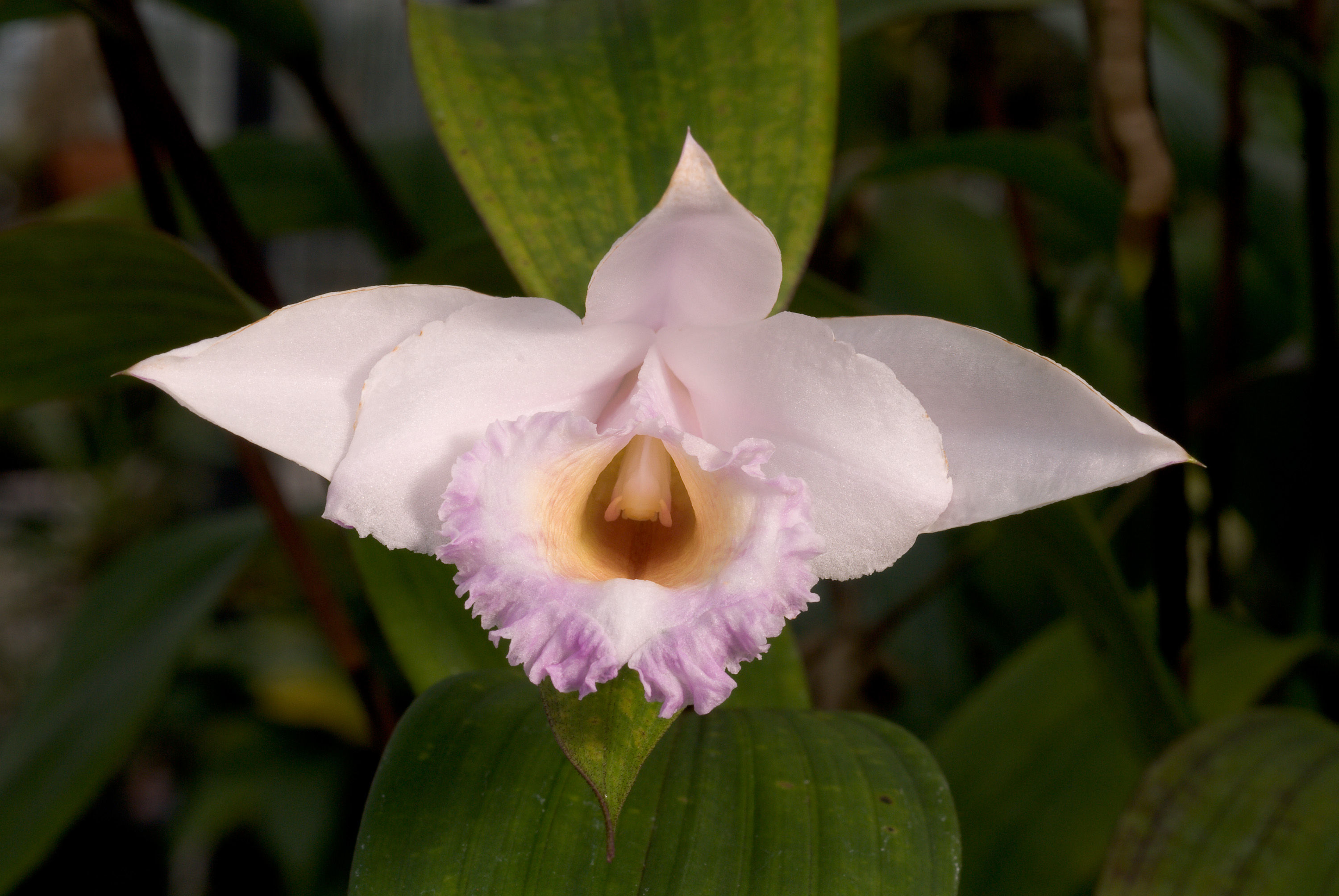 Imagem de Sobralia sessilis Lindl.