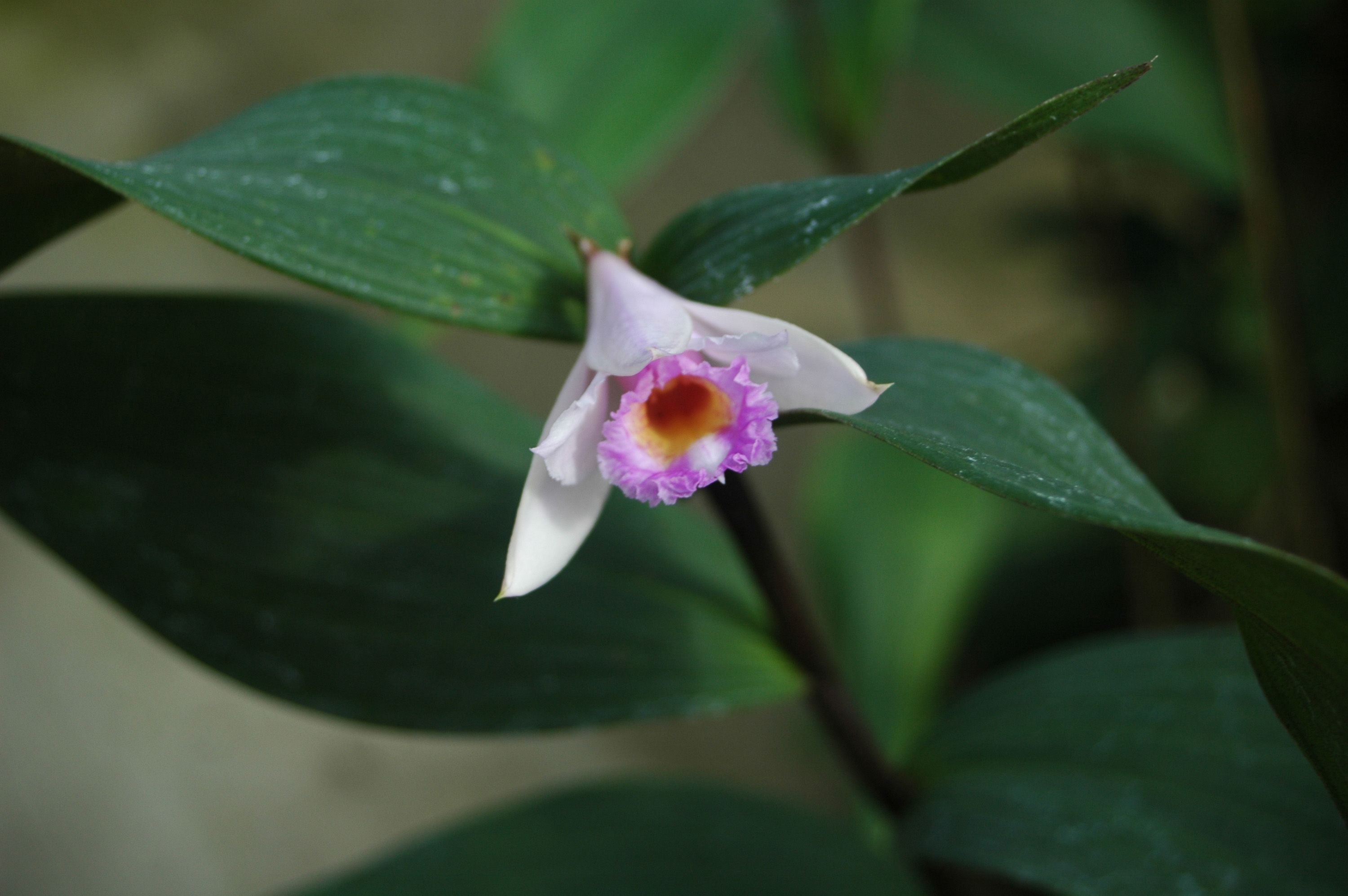 صورة Sobralia sessilis Lindl.