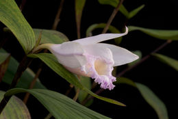 Sobralia sessilis Lindl.的圖片