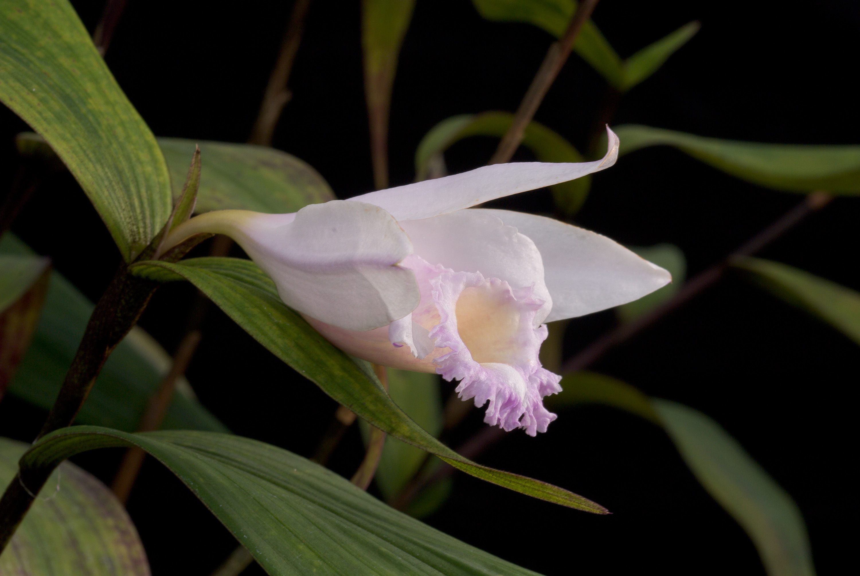 صورة Sobralia sessilis Lindl.