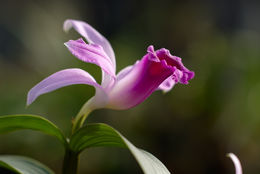 Sobralia sessilis Lindl.的圖片