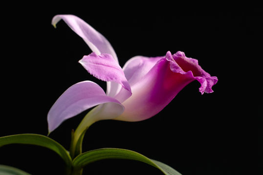 صورة Sobralia sessilis Lindl.