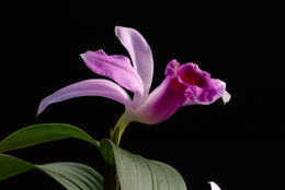 Sobralia sessilis Lindl.的圖片