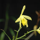 Sobralia dorbignyana Rchb. fil.的圖片