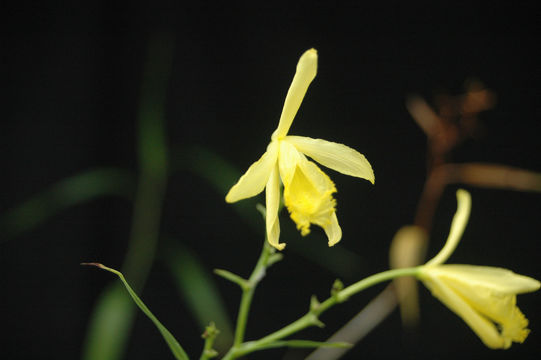 Sobralia dorbignyana Rchb. fil.的圖片