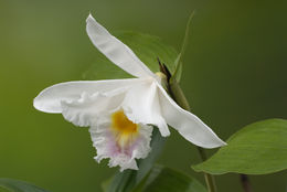 Sobralia ecuadorana Dodson的圖片