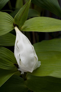 Sobralia ecuadorana Dodson的圖片