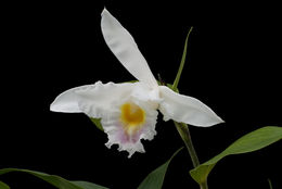 Sobralia ecuadorana Dodson的圖片