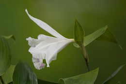 Sobralia ecuadorana Dodson的圖片