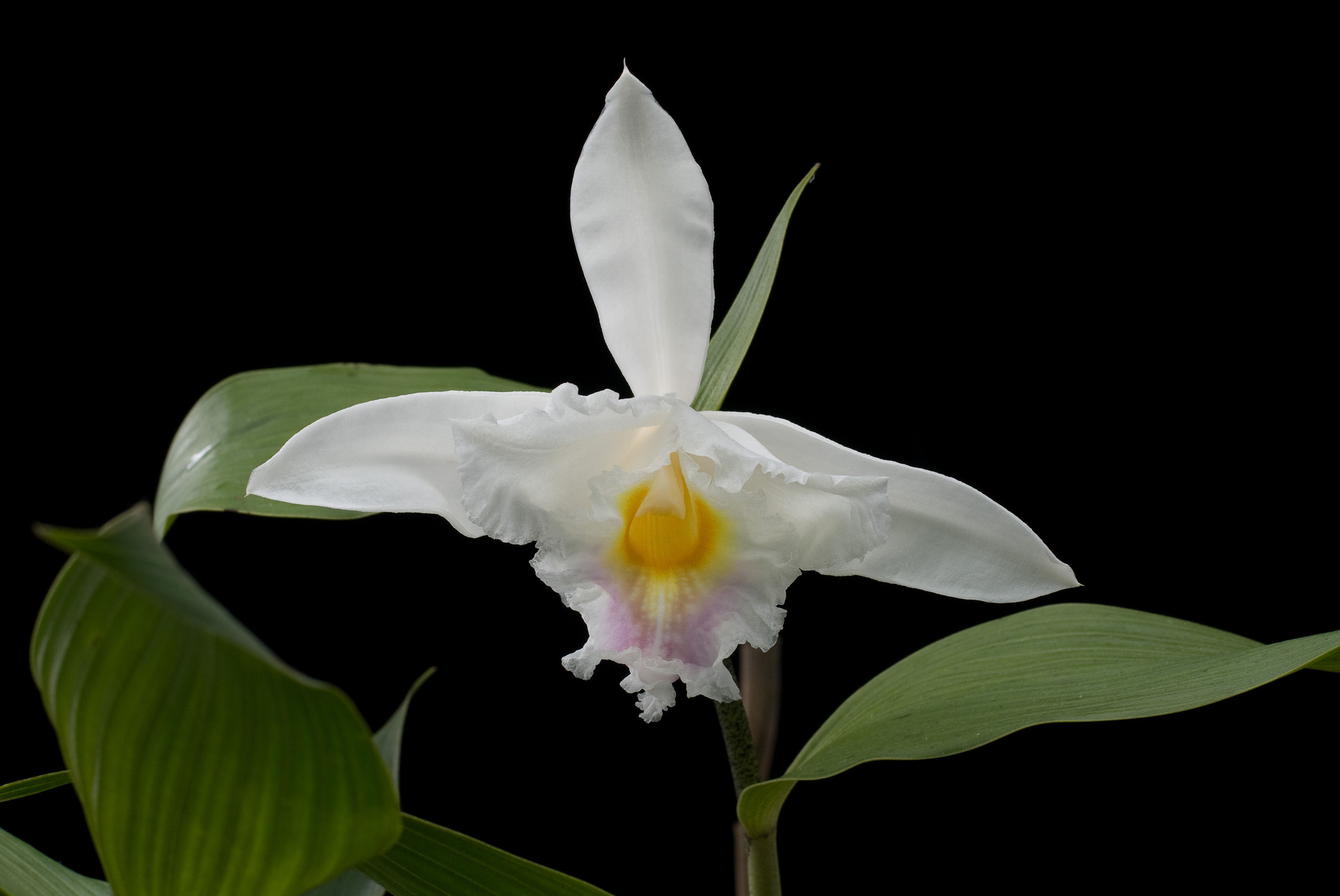 Sobralia ecuadorana Dodson的圖片