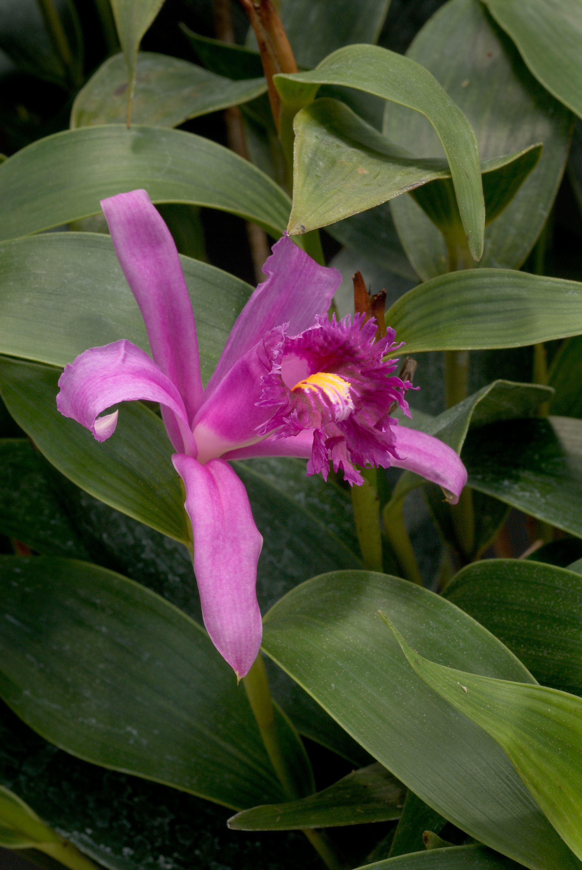 Image of Sobralia wilsoniana Rolfe