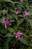 Image of Sobralia wilsoniana Rolfe