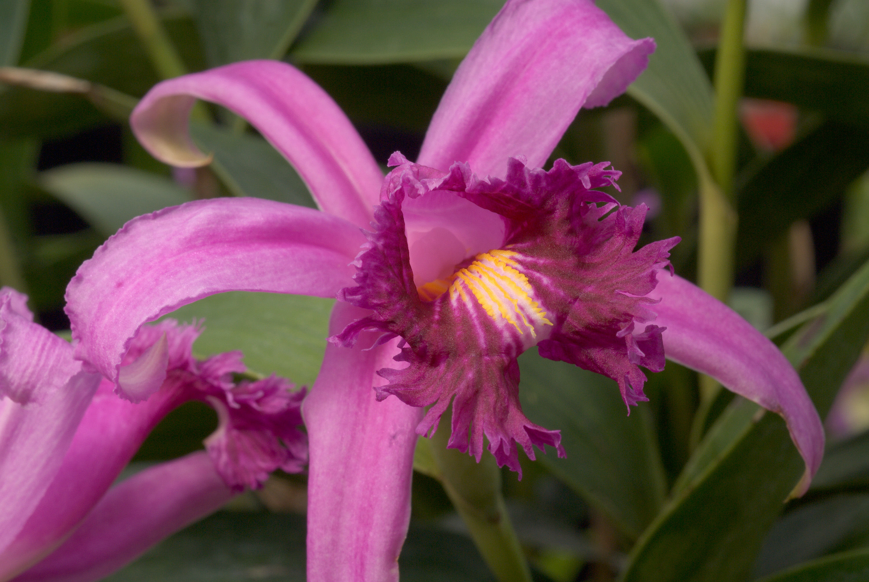 Image of Sobralia wilsoniana Rolfe