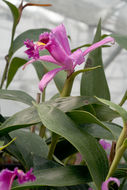 Image of Sobralia wilsoniana Rolfe