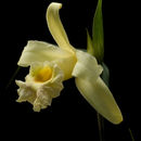 صورة Sobralia xantholeuca B. S. Williams