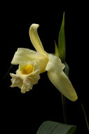 Sobralia xantholeuca B. S. Williams的圖片