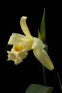 صورة Sobralia xantholeuca B. S. Williams