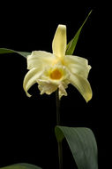 Sobralia xantholeuca B. S. Williams的圖片