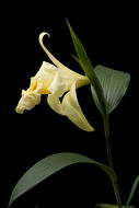 صورة Sobralia xantholeuca B. S. Williams