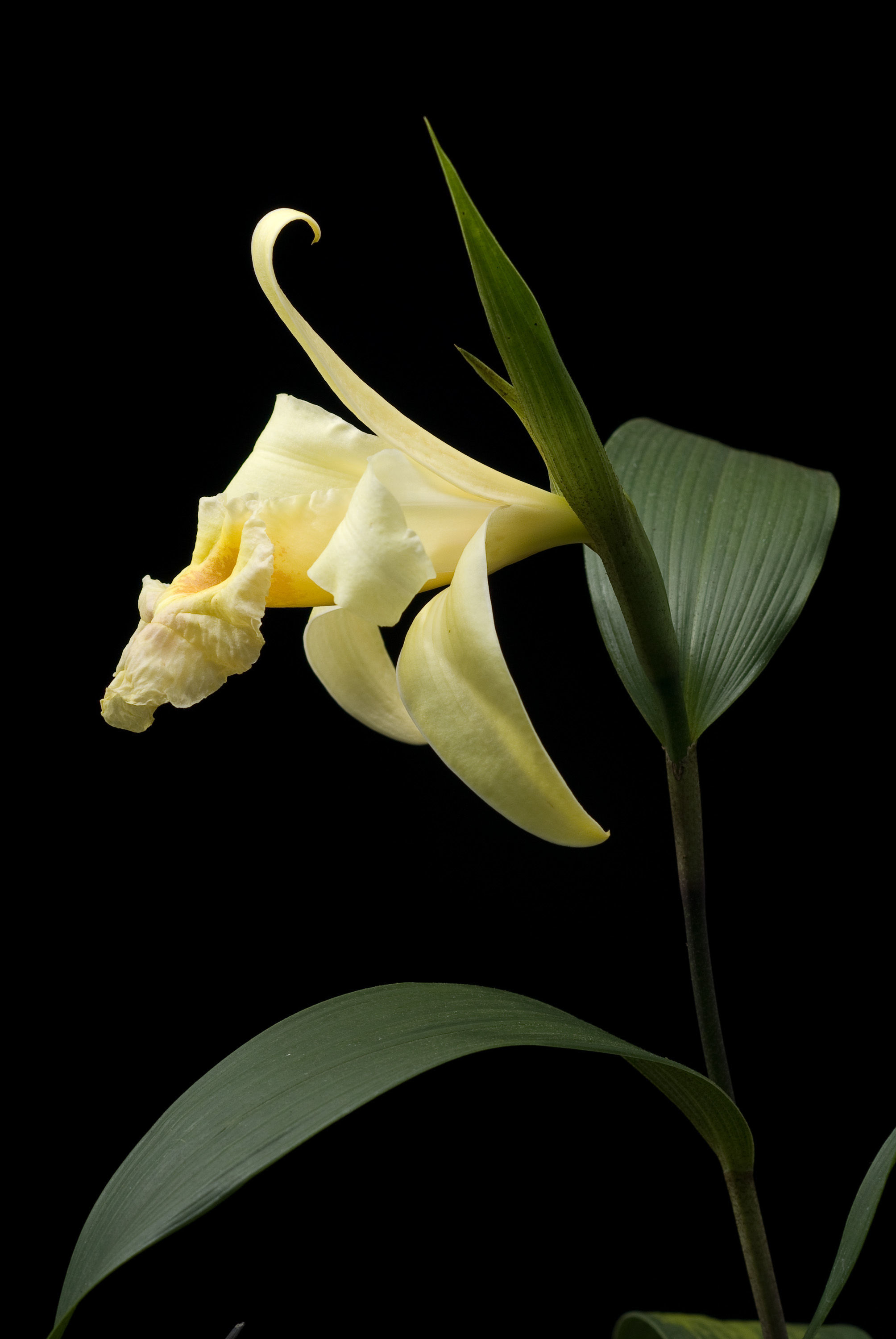 Sobralia xantholeuca B. S. Williams的圖片