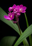 Image of Spathoglottis unguiculata (Labill.) Rchb. fil.