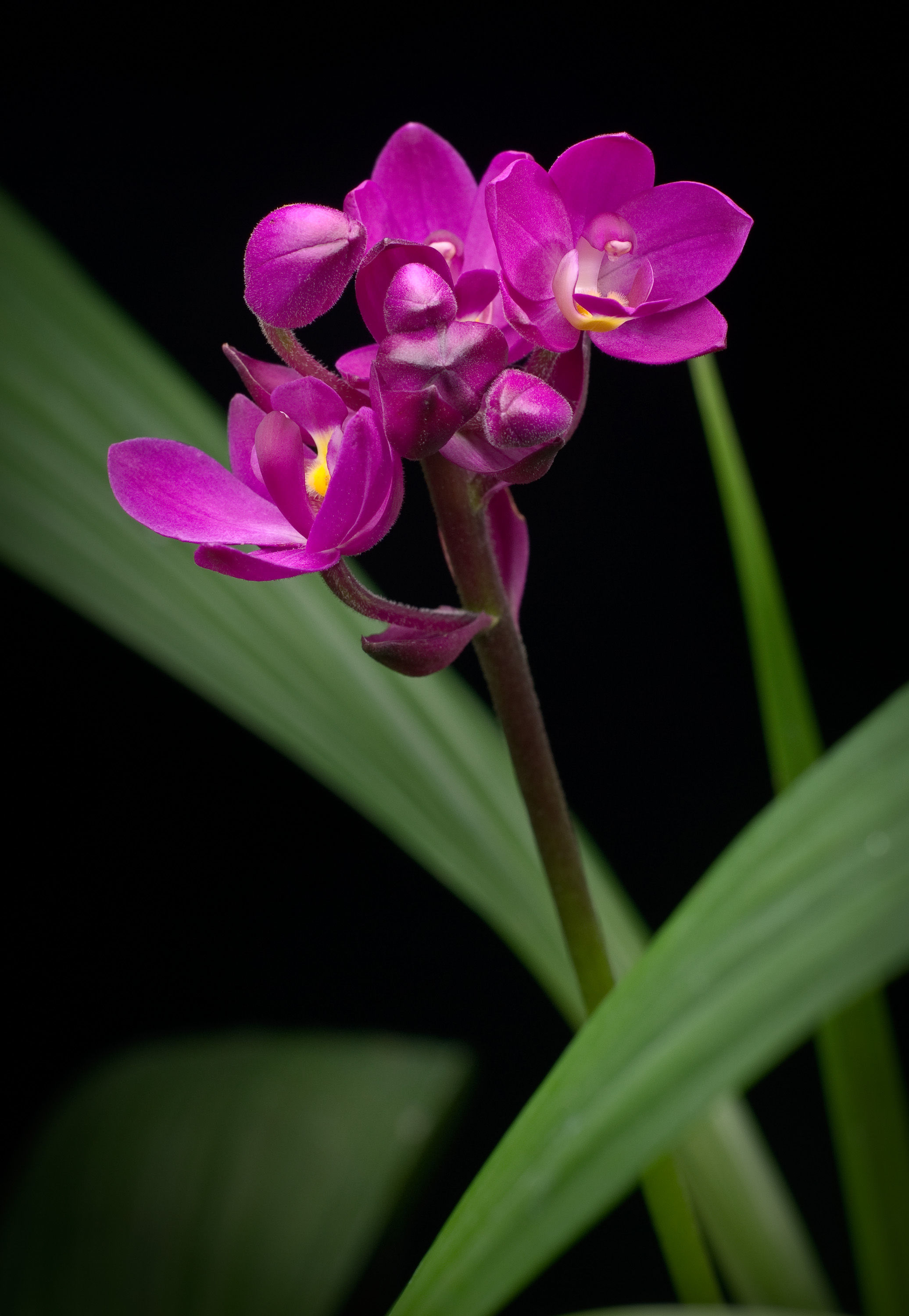 Spathoglottis unguiculata (Labill.) Rchb. fil.的圖片