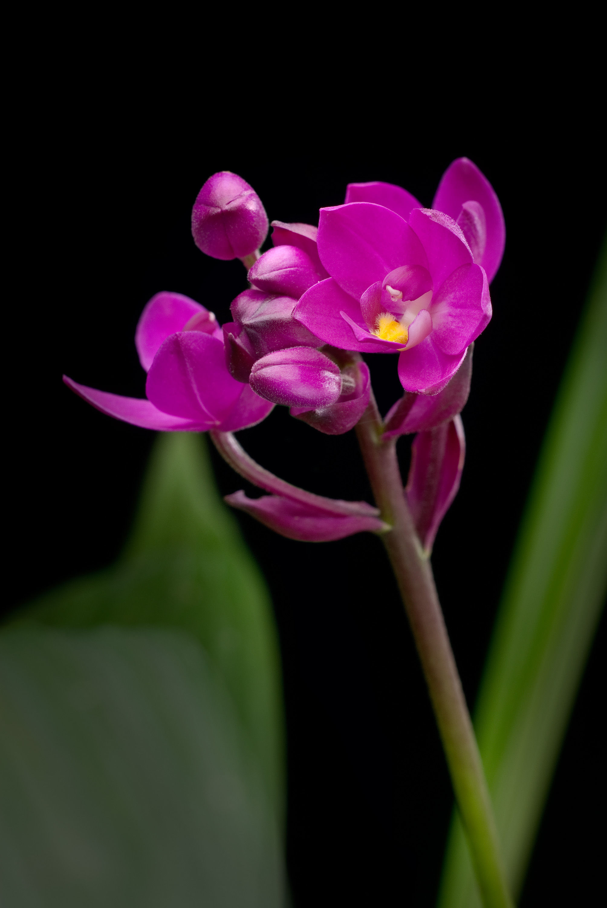 Image of Spathoglottis unguiculata (Labill.) Rchb. fil.