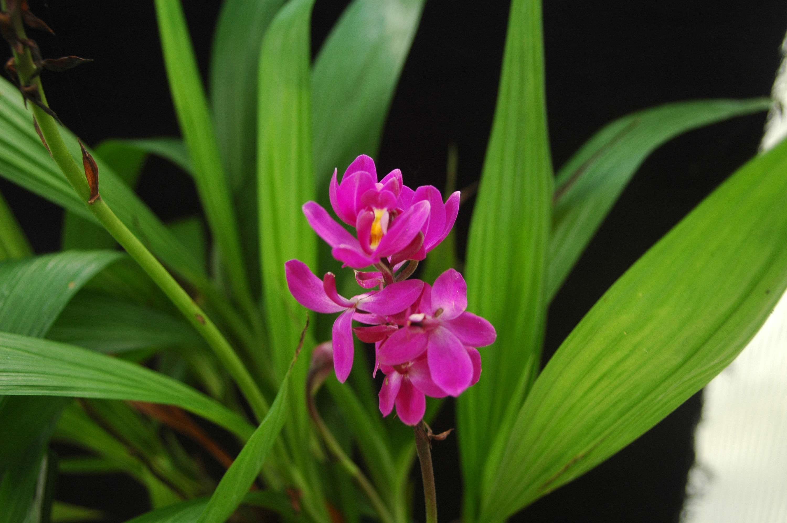 Image of Spathoglottis unguiculata (Labill.) Rchb. fil.