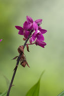 Image of Spathoglottis unguiculata (Labill.) Rchb. fil.