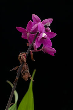 Spathoglottis unguiculata (Labill.) Rchb. fil.的圖片