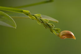 Image of <i>Specklinia endotrachys</i> (Rchb. fil.) Pridgeon & M. W. Chase