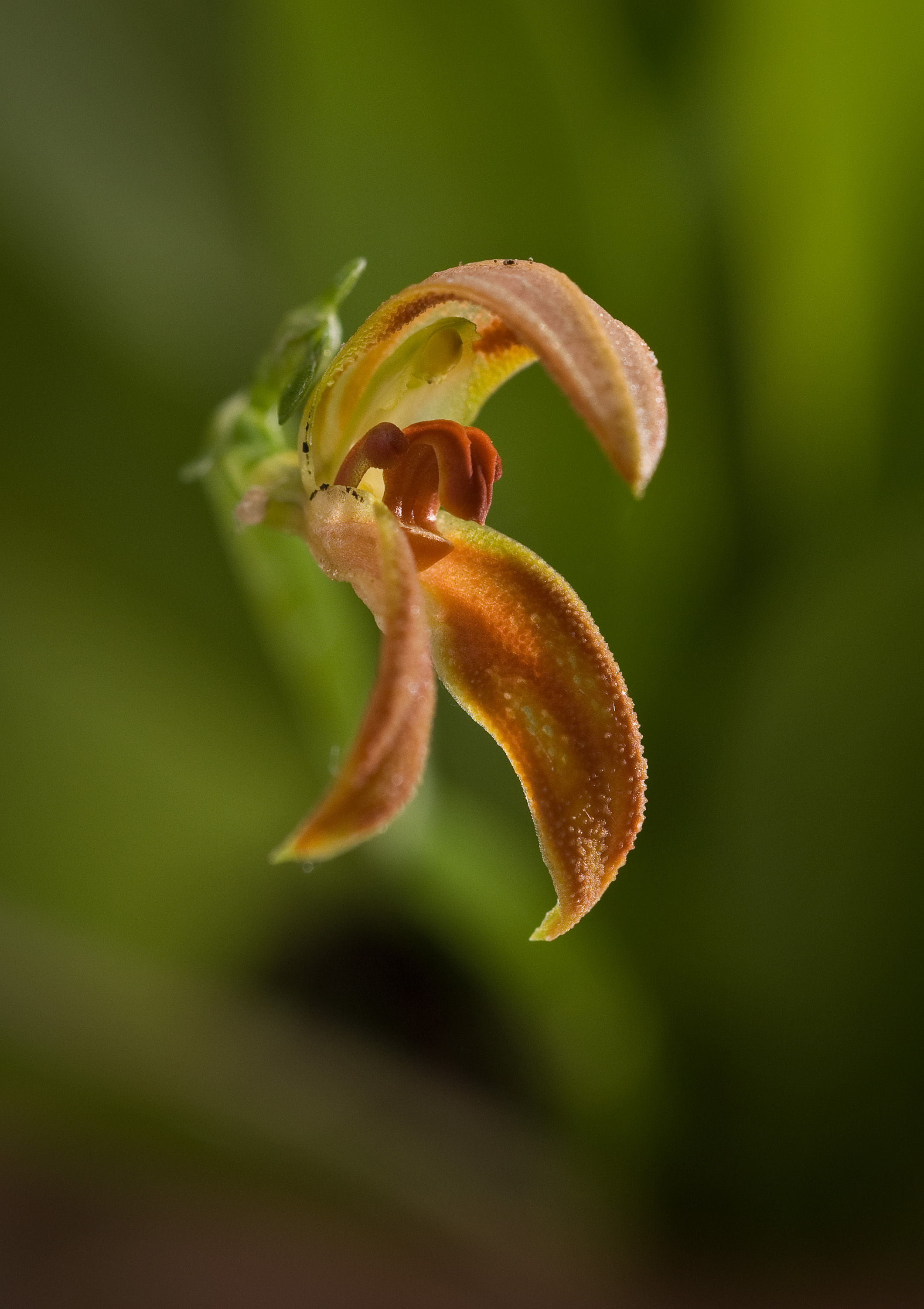 Image of <i>Specklinia endotrachys</i> (Rchb. fil.) Pridgeon & M. W. Chase