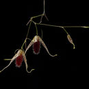 Image of <i>Specklinia megalops</i> (Luer) Pridgeon & M. W. Chase