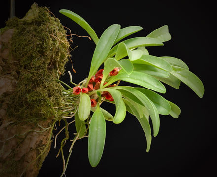 Image of Specklinia tribuloides (Sw.) Pridgeon & M. W. Chase