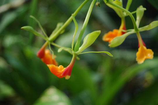 Image of Stanhopea embreei Dodson