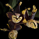 Image of Stanhopea tigrina var. nigroviolacea C. Morren