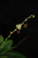 Image of Stelis argentata Lindl.