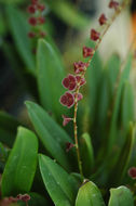 Image of Stelis argentata Lindl.