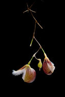 Image of Stelis cypripedioides (Luer) Pridgeon & M. W. Chase