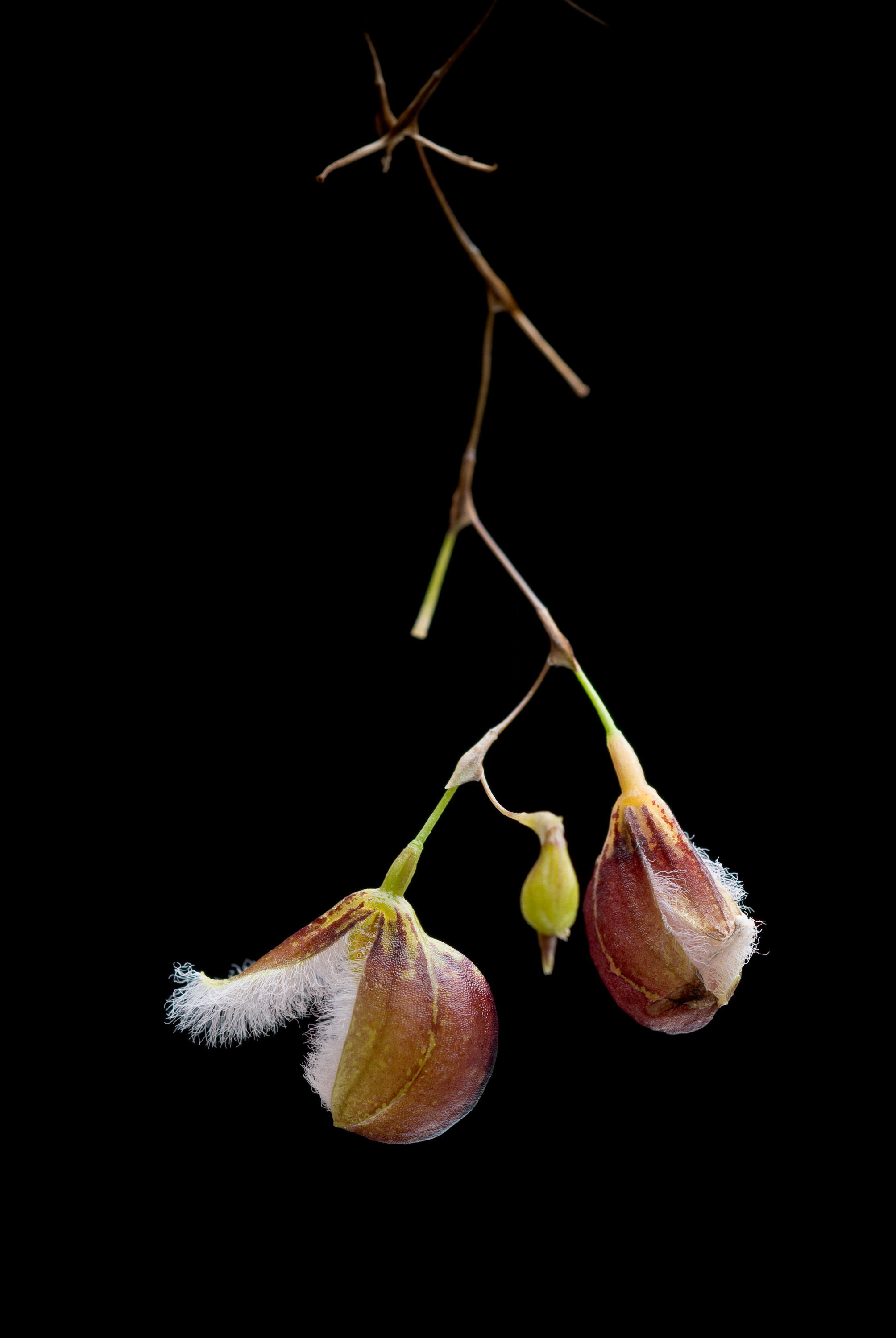 Image of Stelis cypripedioides (Luer) Pridgeon & M. W. Chase