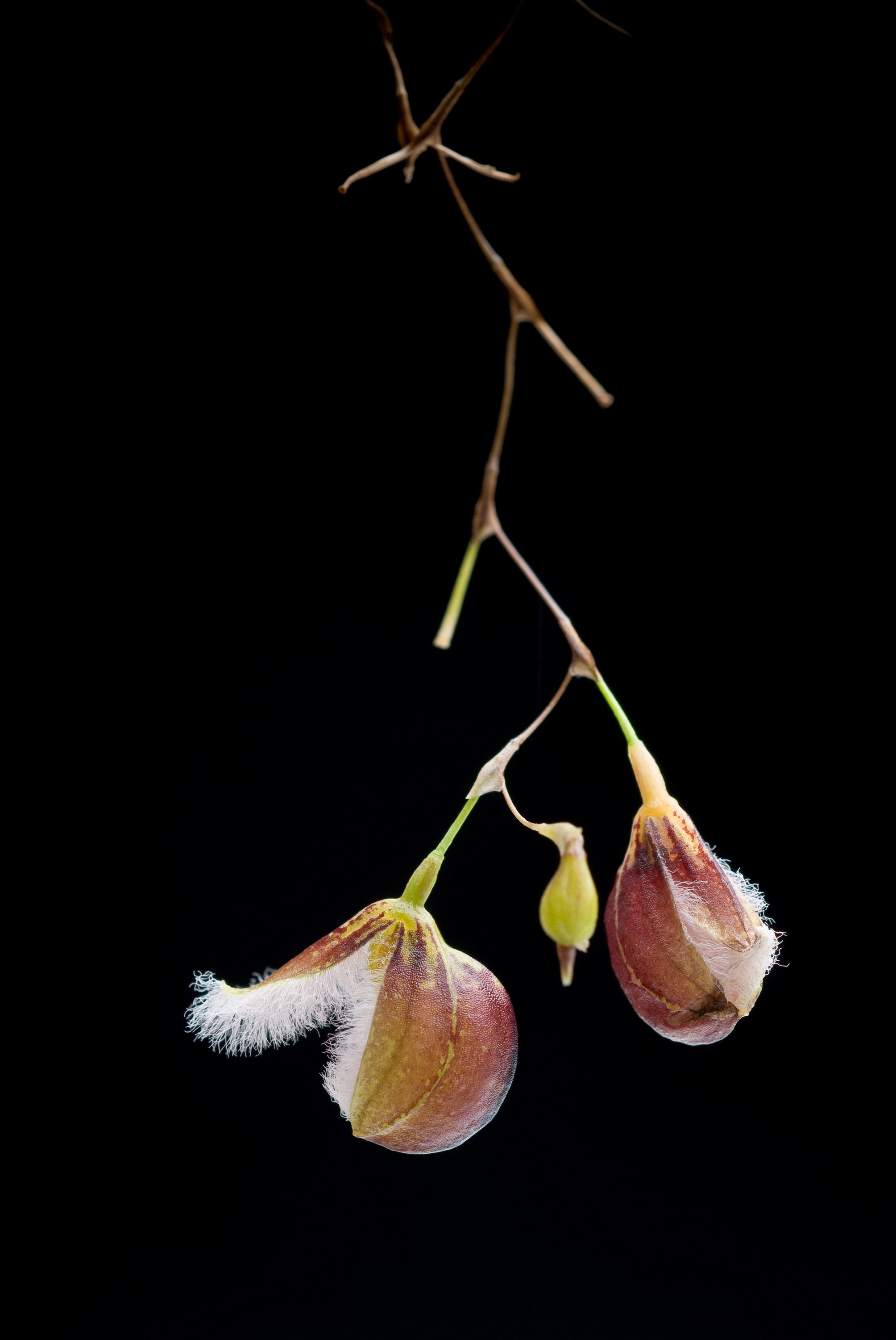 Image of Stelis cypripedioides (Luer) Pridgeon & M. W. Chase