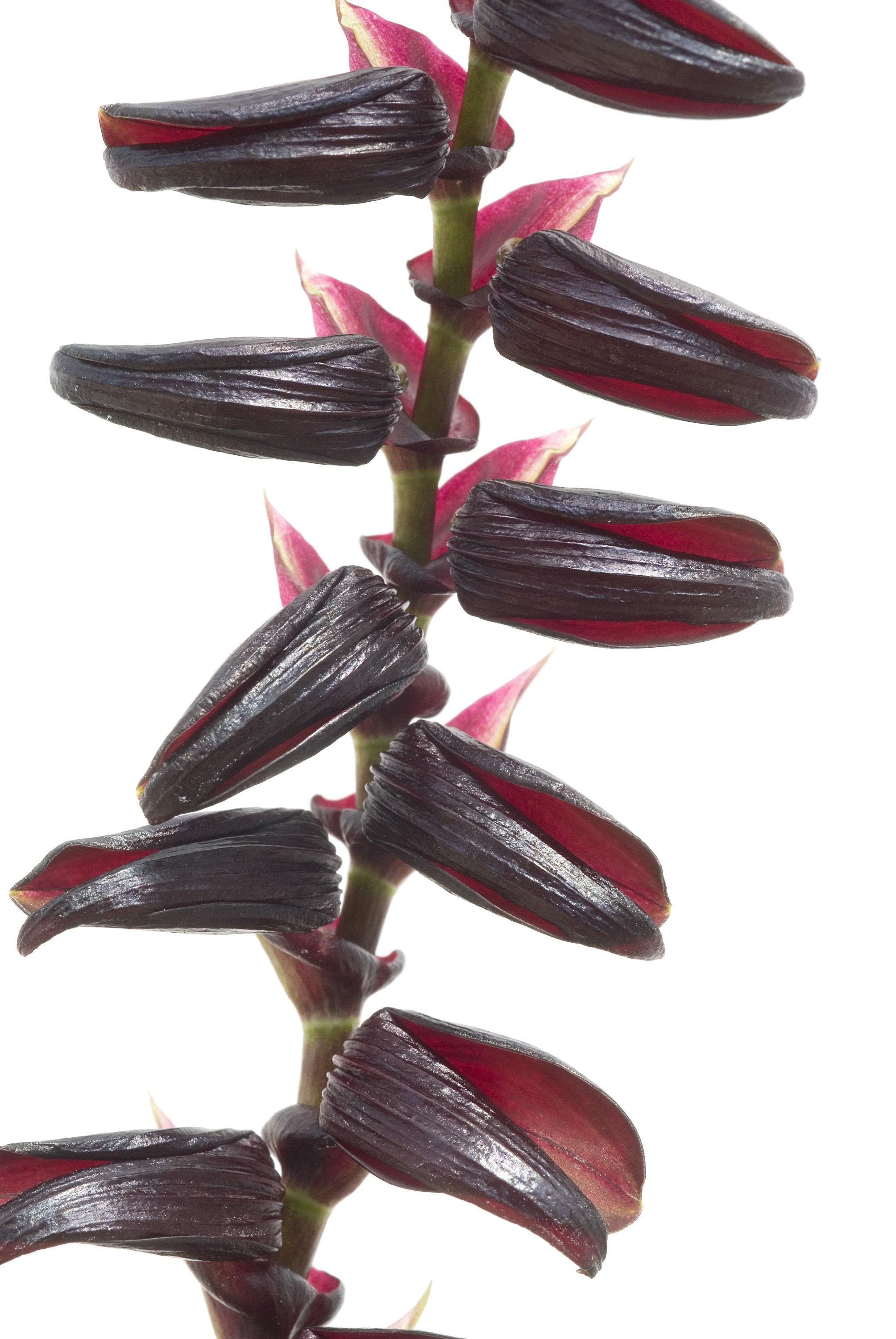 Image of Stelis allenii L. O. Williams