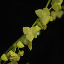 Image of Stelis nanegalensis Lindl.