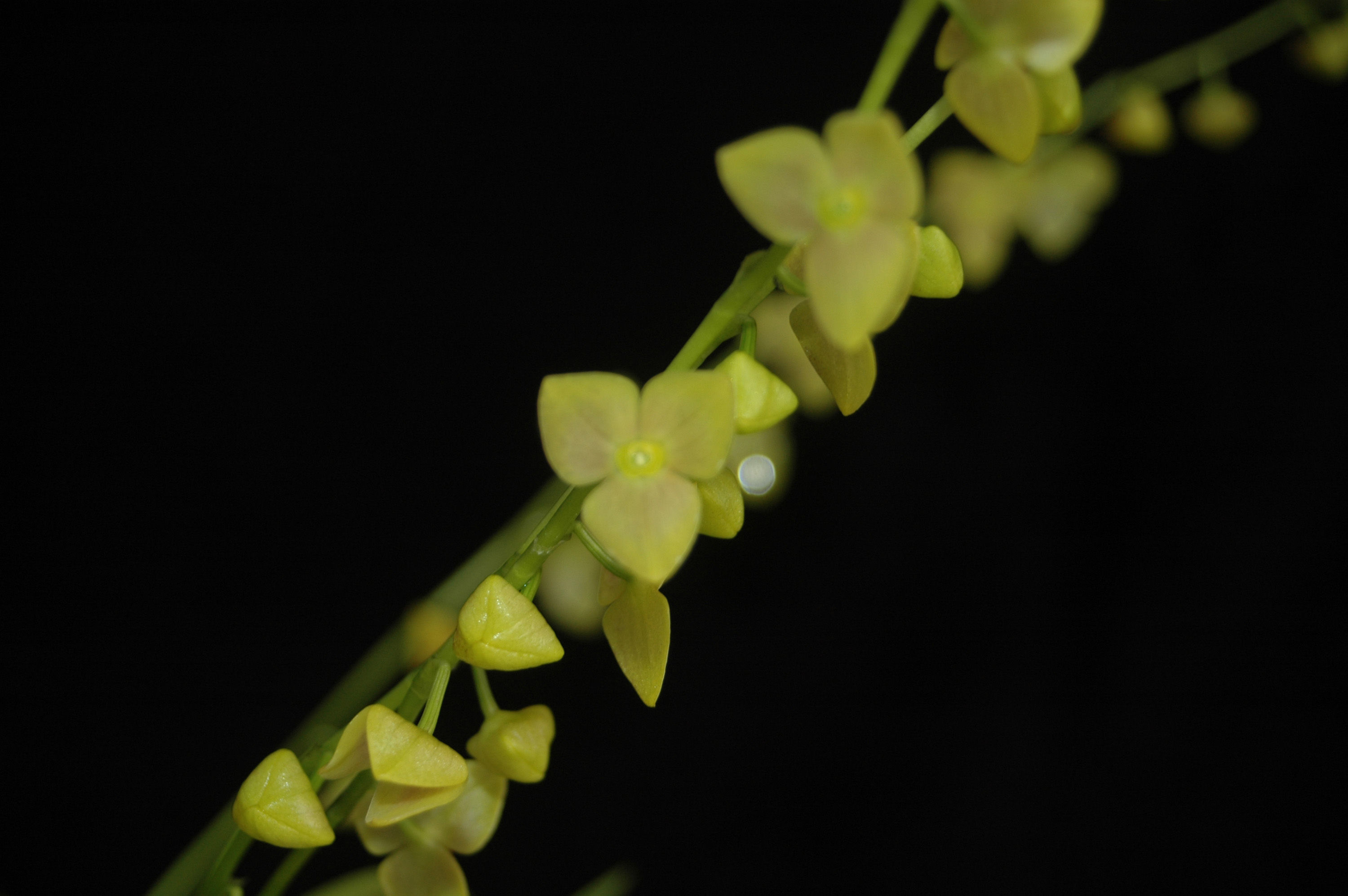 Stelis nanegalensis Lindl.的圖片