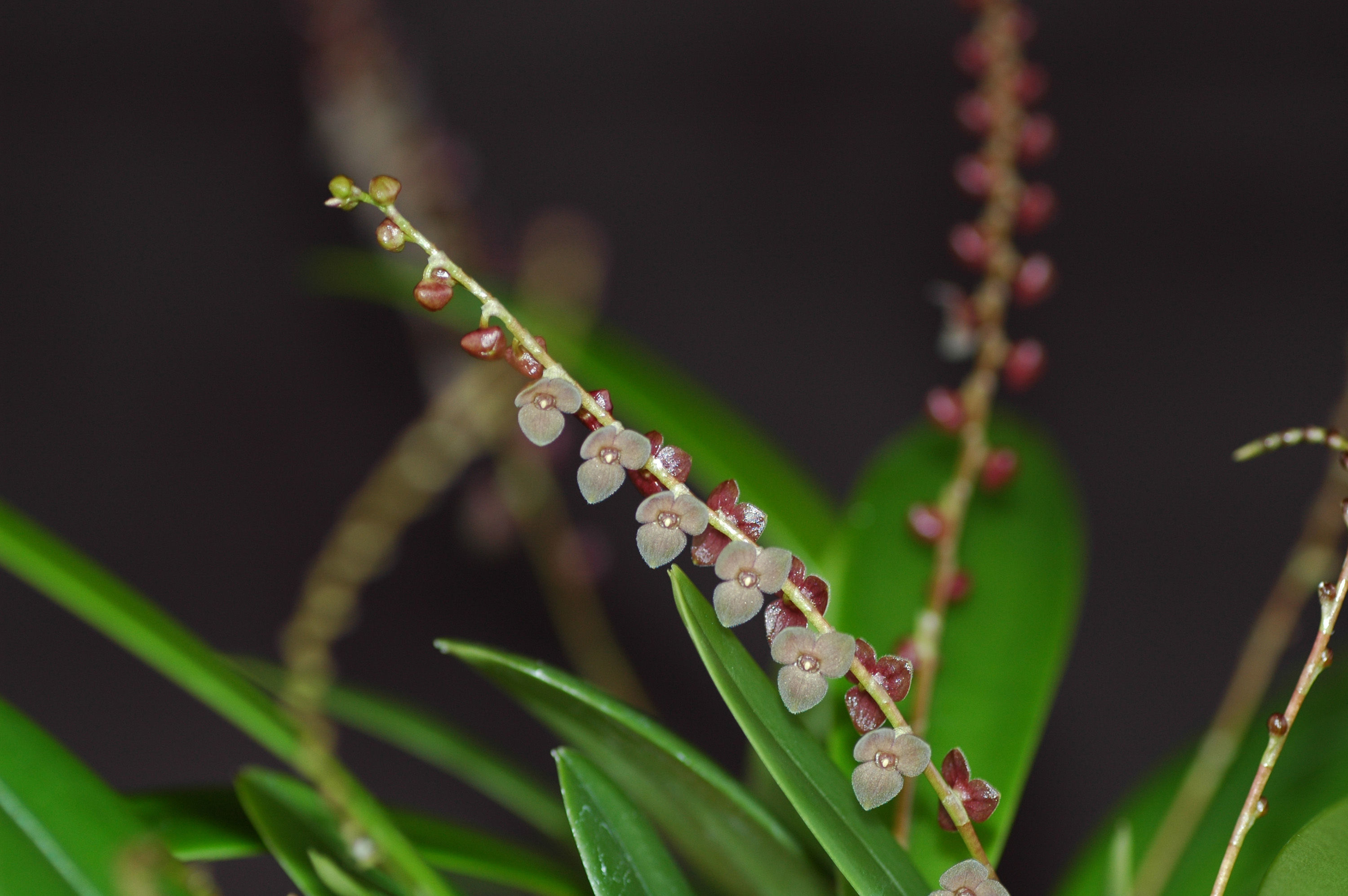 Image of Stelis papaquerensis Rchb. fil.