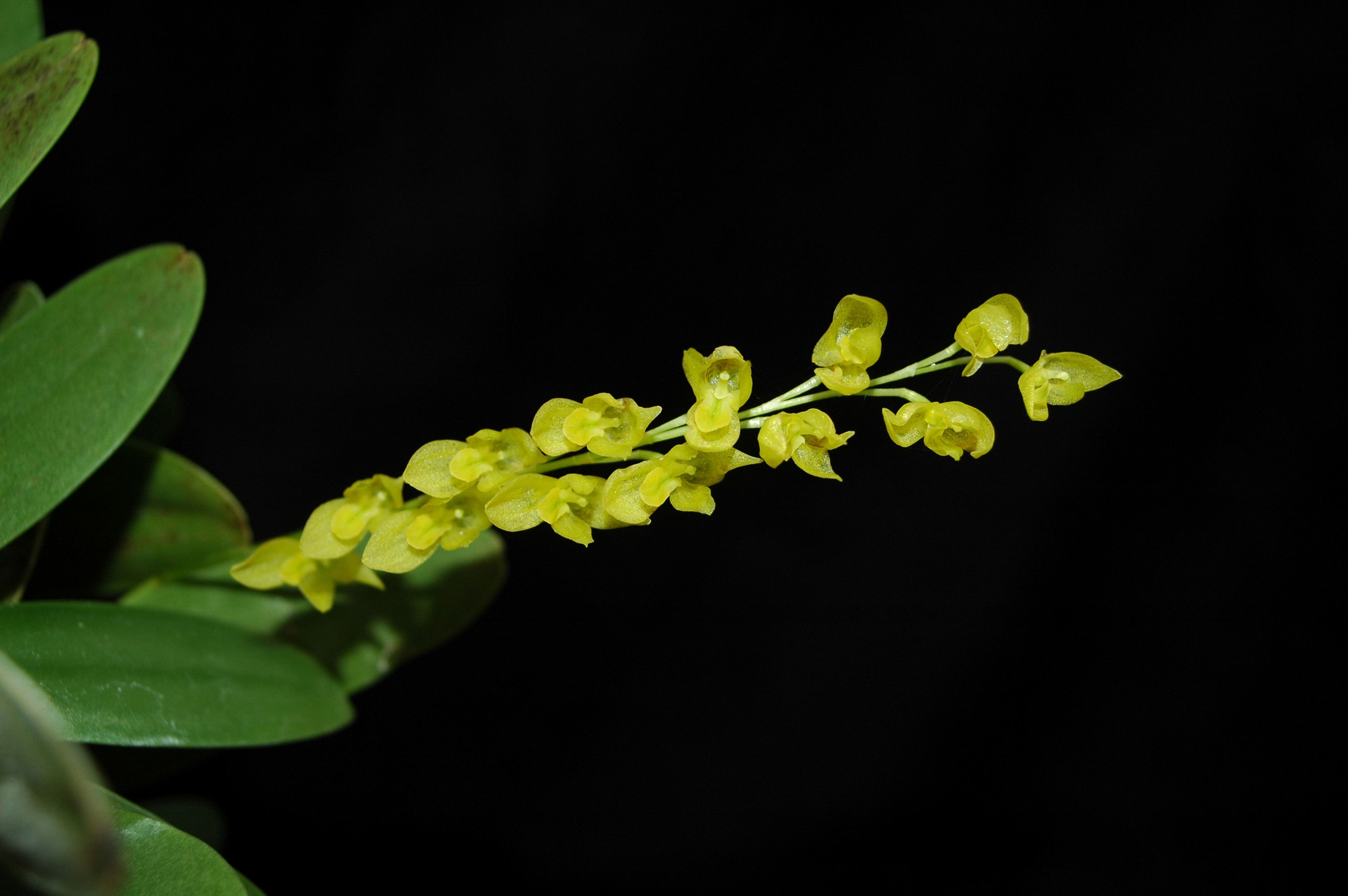 Image of Stelis quadrifida (Lex.) Solano & Soto Arenas