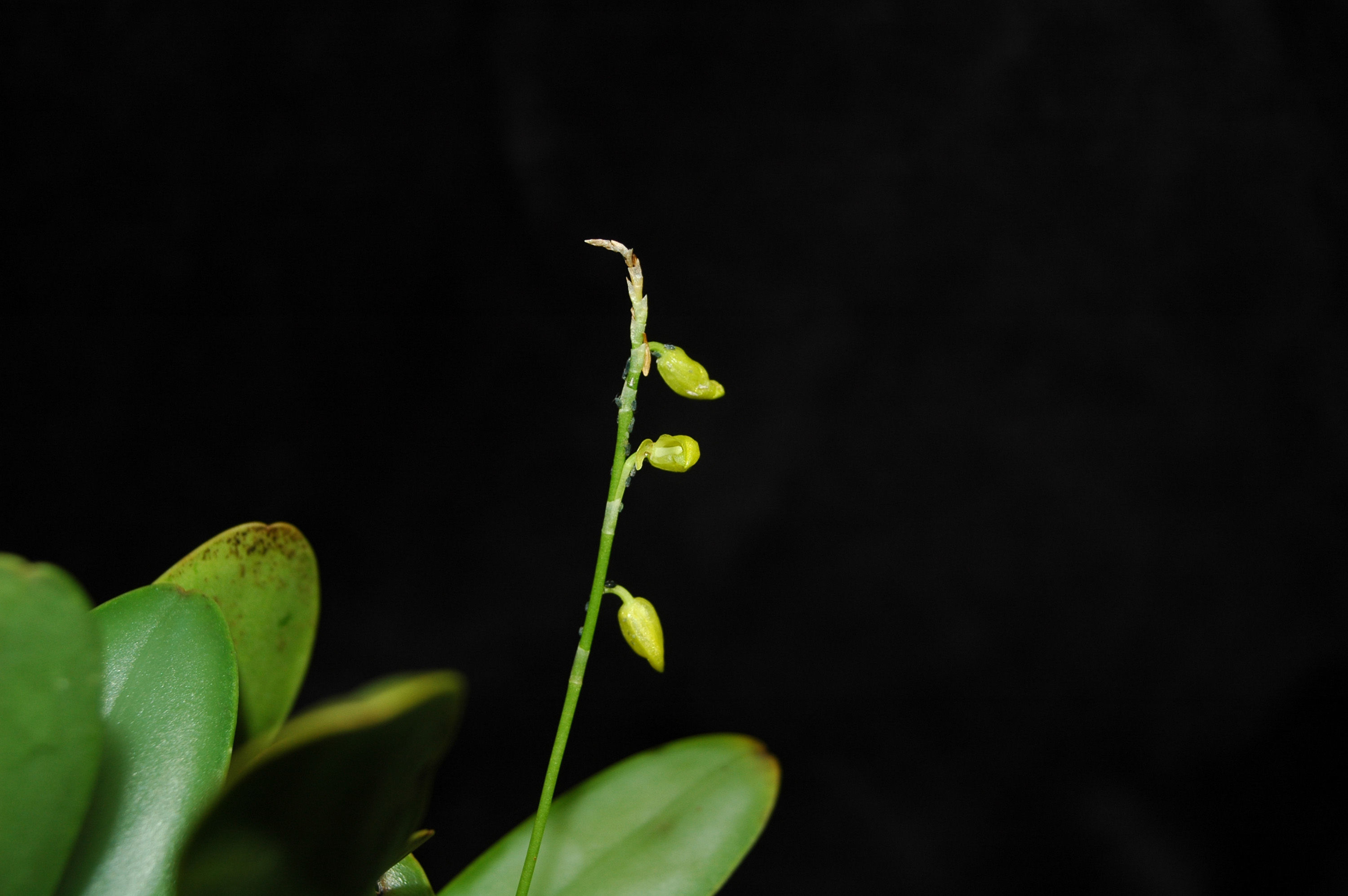 Plancia ëd Stelis quadrifida (Lex.) Solano & Soto Arenas