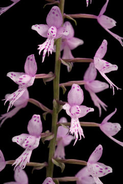 Image of Stenoglottis