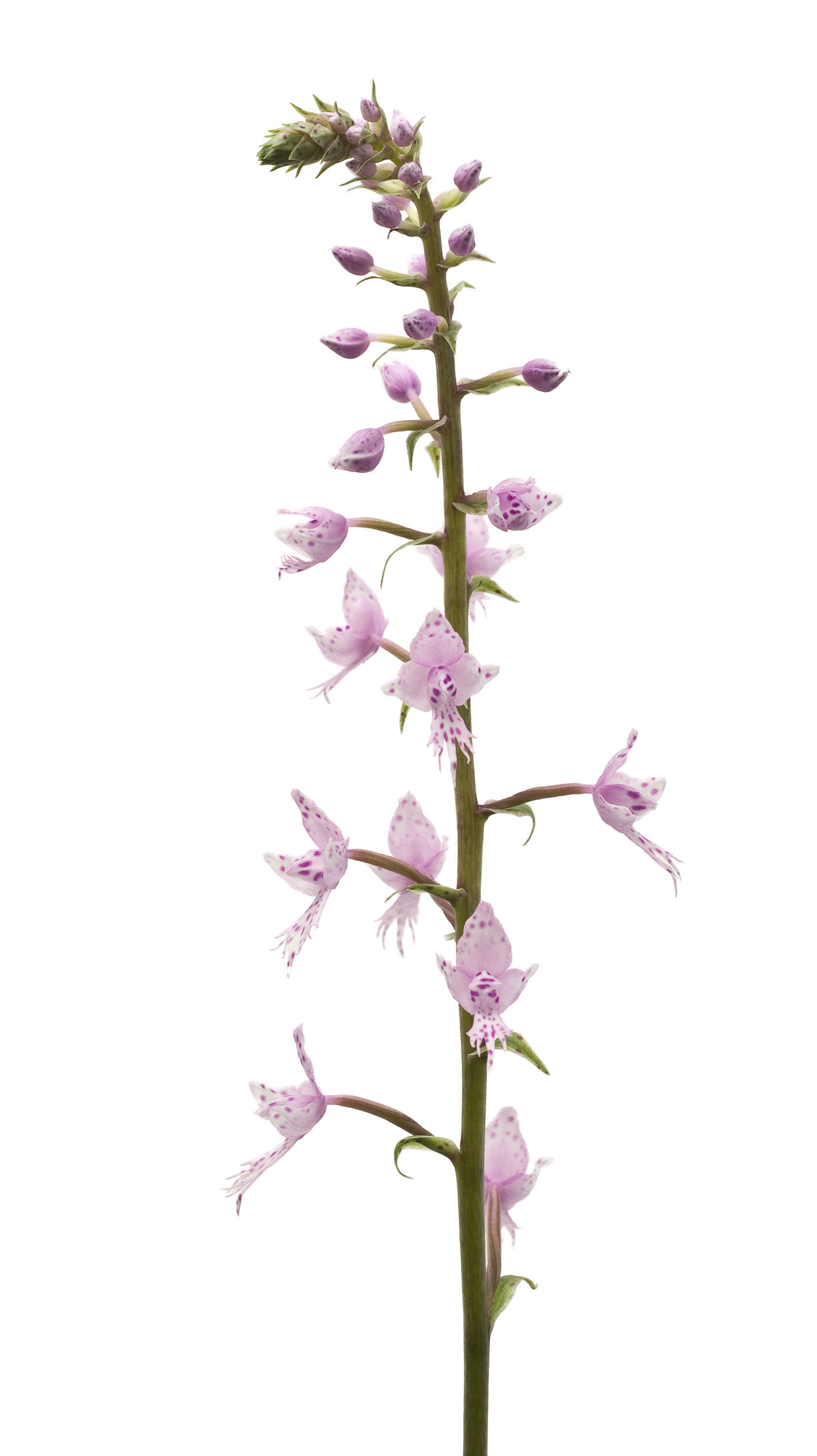 Image of Stenoglottis